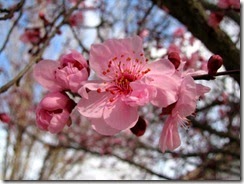 IMG_0009
