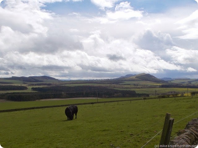 the black bull faw head