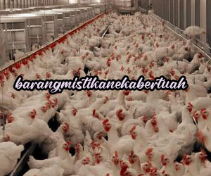 Mustika Peternak Ayam ( Mustika Rejeki Manik Maya )