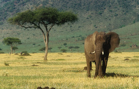 Masai Mara National Park Wild Animals - A One Elephant Army