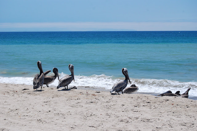 Pelecanus occidentalis