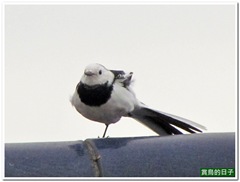 20120318_150442_005_TianLiaoyang