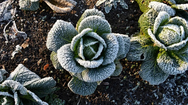 What is a Frost Date? Why are They Important to Gardeners?