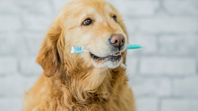 10 Tips for Better Dental Health in Dogs