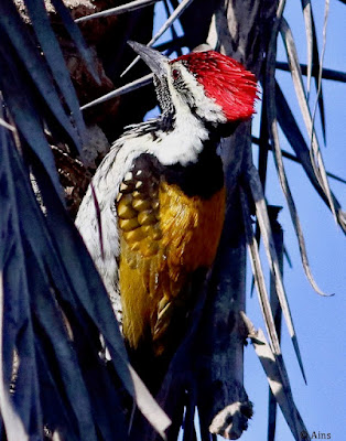 Black-rumped Flameback