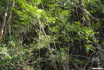 Tacuarembó Chusquea ramosissima