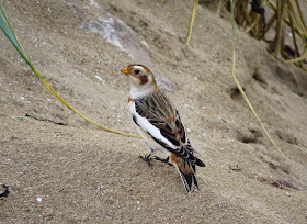 Snow Bunting