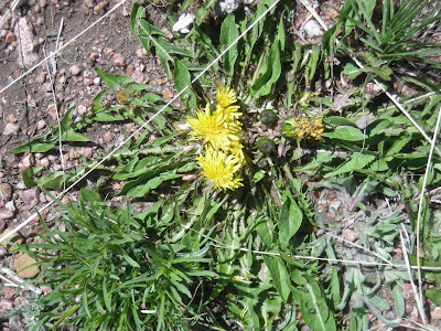 dandelions, Masonville, Colorado