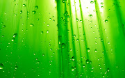 10 Geeen Desktop Wallpapers Free for your Computer Background (simply green wallpaper)