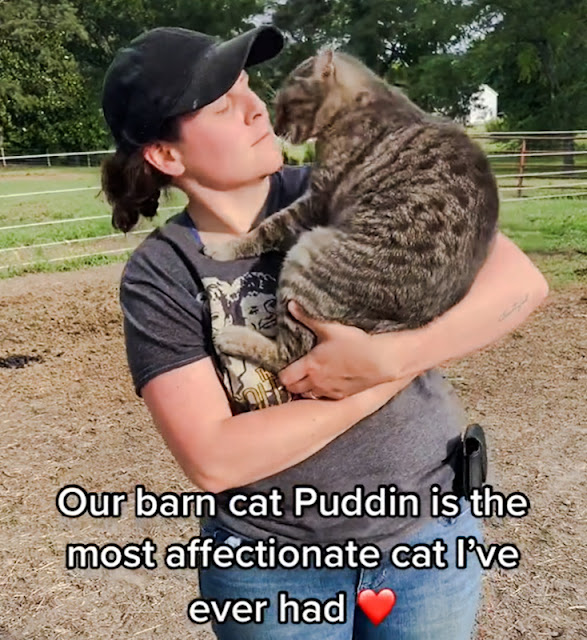 Puddin is an affectionate barn cat