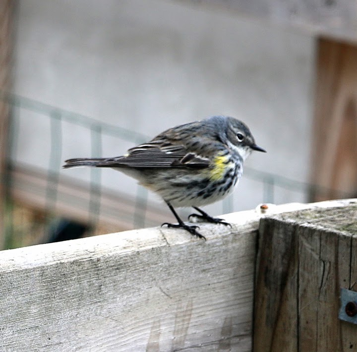 yellowrumpedwarbler-2014-05-17-09-15.jpg