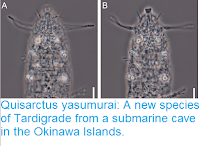 http://sciencythoughts.blogspot.co.uk/2015/06/quisarctus-yasumurai-new-species-of.html