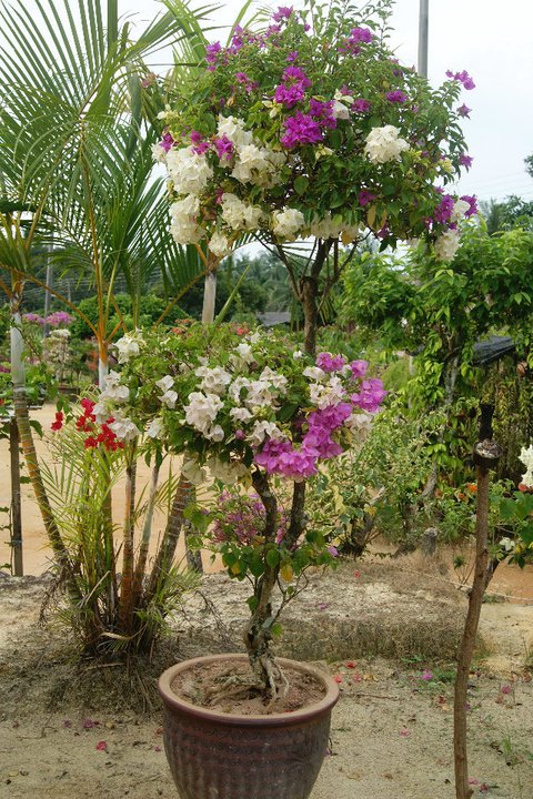 Bougainvillea Bonsai 