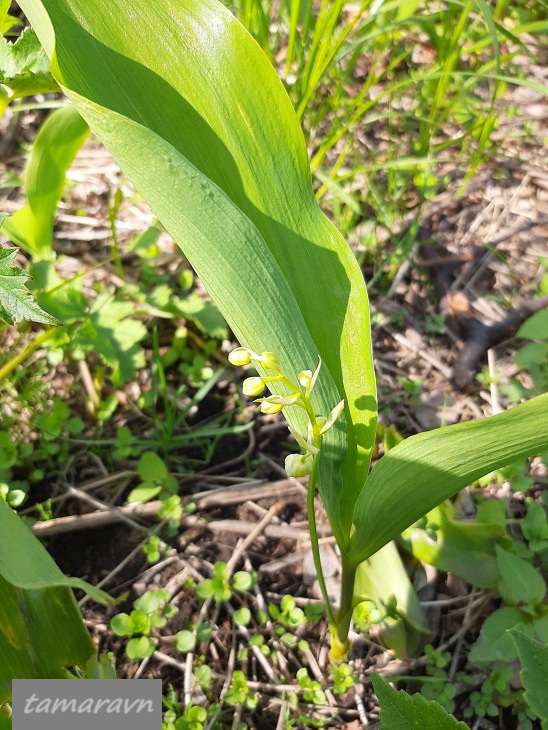 Ландыш Кейзке / Ландыш маньчжурский (Convallaria keiskei)