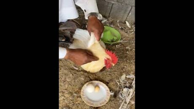 الدجاج ياكل البيض,يبيض,اخبار ليبيا,ديك,تربية الدجاج,الربيع,العربي,العربيه,السعودية,الاتحادية,اخبار السعودية,بديع,حاله,الاسد,تعالي,حمدين,العرض,جديدة,تسريب,الشباب,المرشد,الثورة,الشاطر,النائب,الازهر,خرابيش,السيسي,الازمة,التابلت,التموين,البحرين,البرادعي,البرنامج,الامارات,الخليجية,اخبار اليمن,اخبار تركيا,اخبار اليوم,اخبار العراق,اخبار الاردن,اخبار الكويت,اخبار الجزائر,اخبار البحرين,اخبار السودان