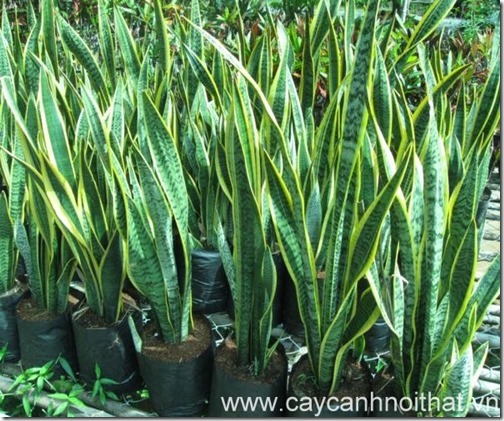 hoa cây cảnh lưỡi hổ