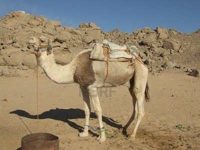 animalia,mammalia,chordata,camea,gif animated camel,camel riding,camel fight,funny camel