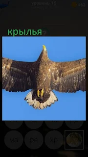 389 фото в воздухе птица расправила свои крылья 15 уровень
