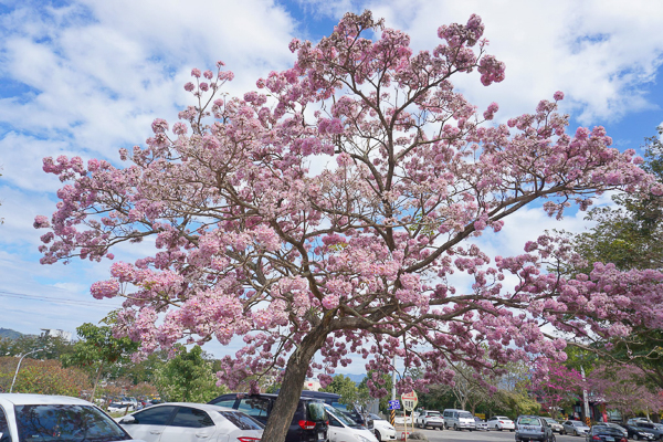 南投竹山紫南宮停車場風鈴木盛開，滿滿粉紅泡泡成為最美停車場