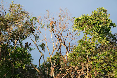 Tanjung Puting