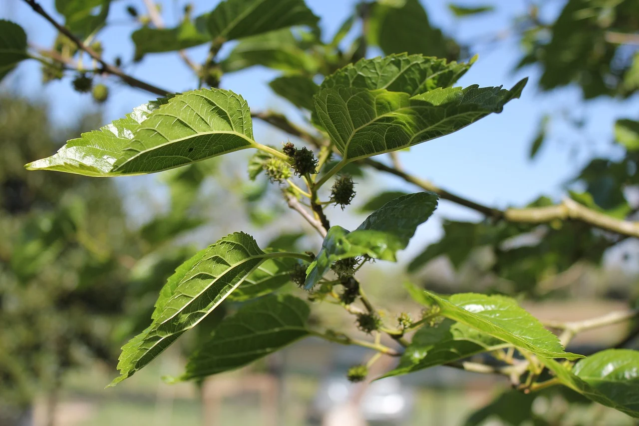 White mulberry tree (Morus alba) with green leaves and a bird perched on a branch.