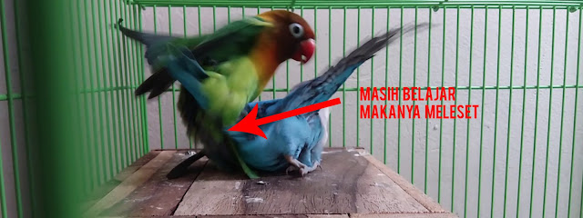 telur lovebird tidak menetas