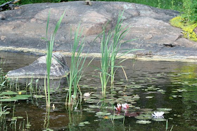 water lilies