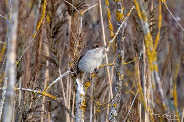 Red-backed shrike