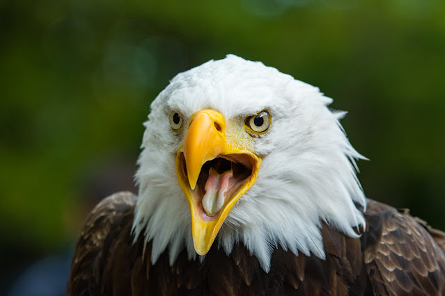 Majestic and Mighty: Exploring the Physical Characteristics of Bald Eagles
