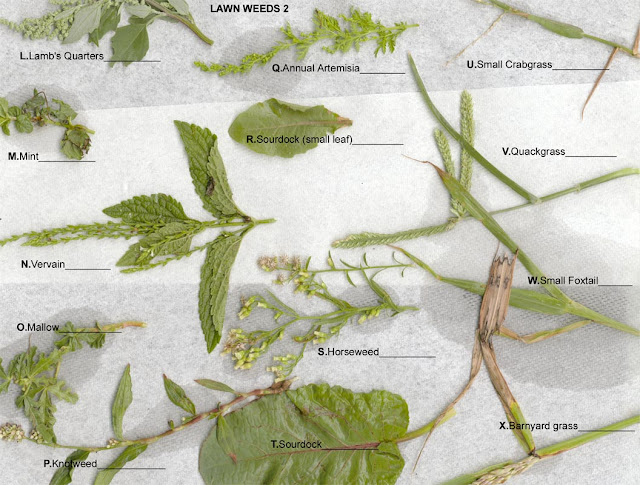 common weeds named with image