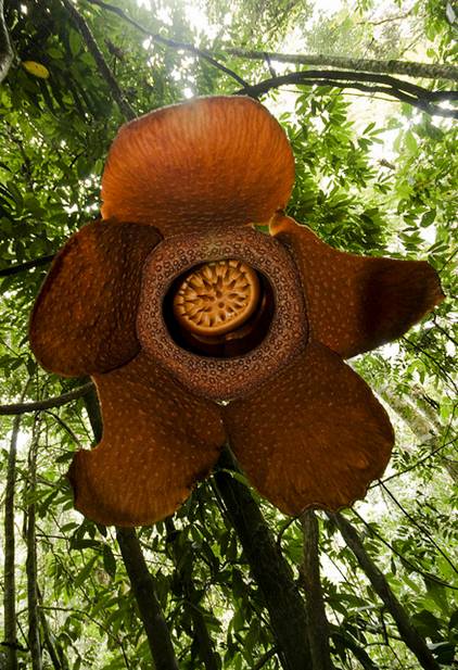 Rafflesia arnoldii - Tree Directory