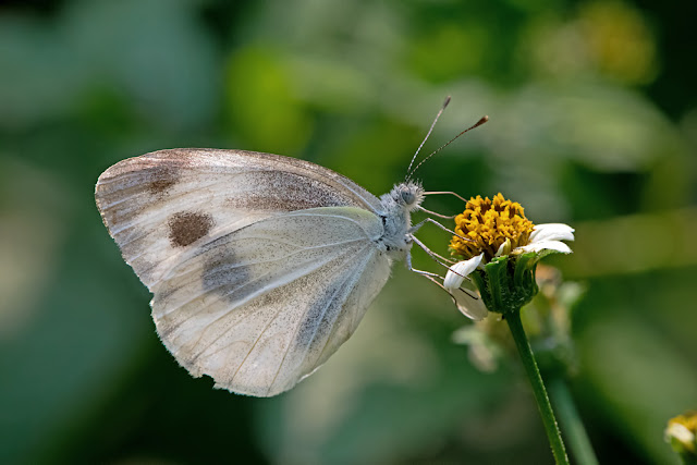 Pieris canidia the Indian Cabbage White butterfly