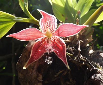 Paphinia neudeckeri care and culture