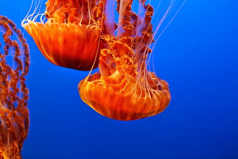aquarium-13