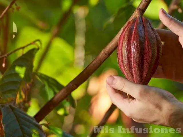 Cultivo del cacao