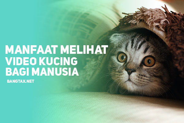 Berikut! Manfaat Melihat Video Kucing Bagi Kesehatan Mental Manusia