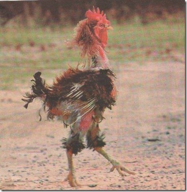 galo