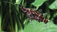 Upside Down Catfish Pictures_Synodontis Nigriventris