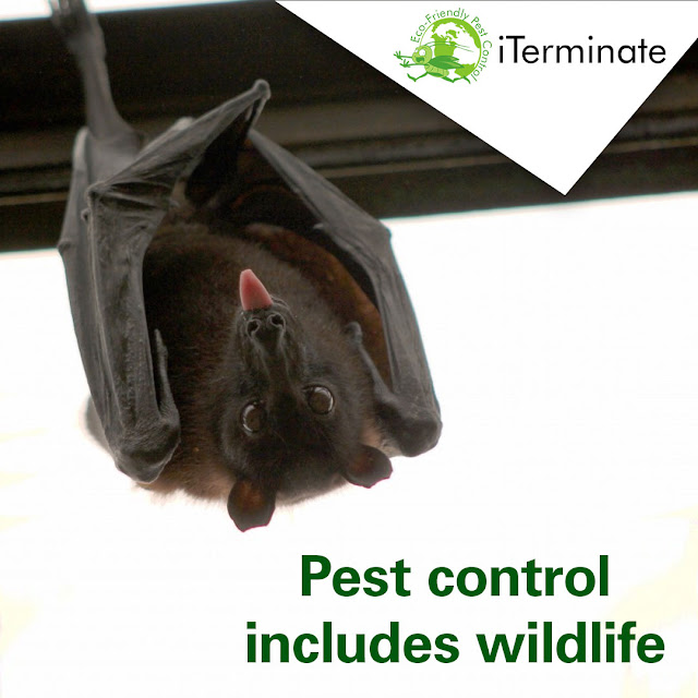 Wildlife control takes care of bats.