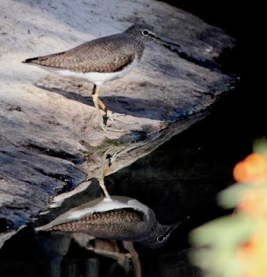 "Green Sandpiper,winter visitor, sitting on rock overlooking a stream Mt Abu."