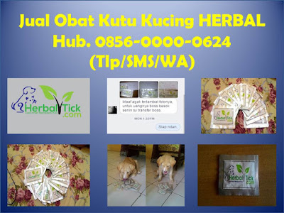 obat kutu kucing