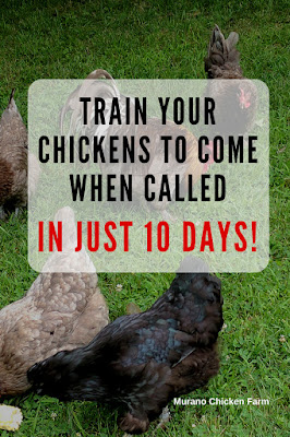 Train chickens to come when called