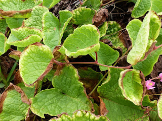 Liane corail - Antigonon leptopus - Liane antigone - La Belle mexicaine