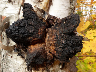 Polypore oblique - Inonotus obliquus - Chaga