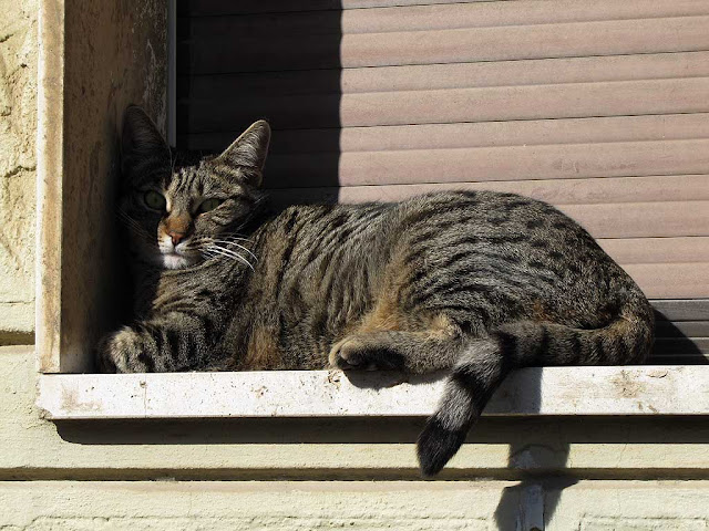 Cat on a window sill, Livorno