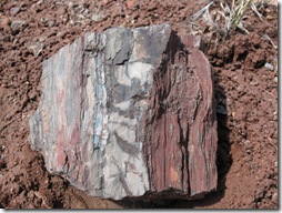 2012-04-15 Petrified Wood, Fry Canyon, UT (34)