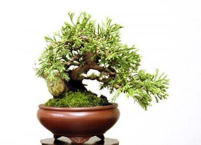 Bonsai Trees and Their Beauty Seen On www.coolpicturegallery.net