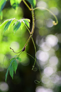 Tendrils and foliate and lots of background bokeh