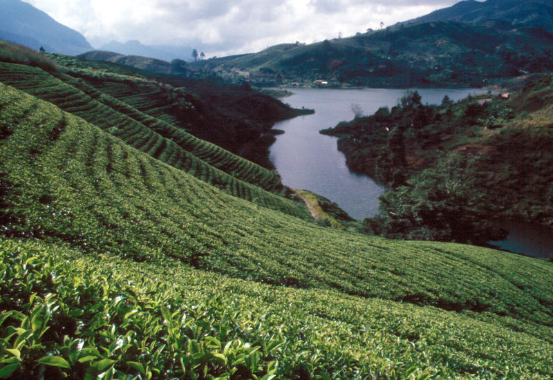 One of the vast tea plantations in Sri Lanka