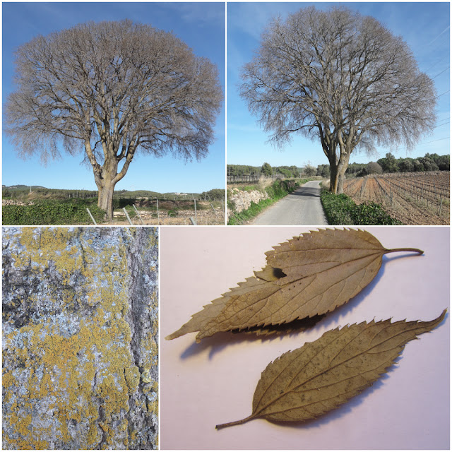 ARBRES SINGULARS, ARBRES REMARCABLES DEL PLA DE MANLLEU (ALT CAMP) I AIGUAVIVA (BAIX PENEDÈS), Lledoner de Cal Galofré al Pla de Manlleu